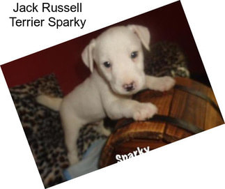 Jack Russell Terrier Sparky