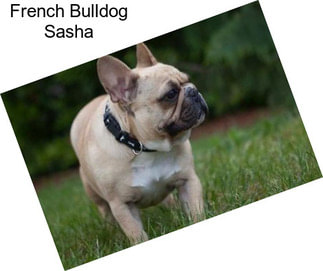 French Bulldog Sasha