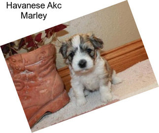 Havanese Akc Marley