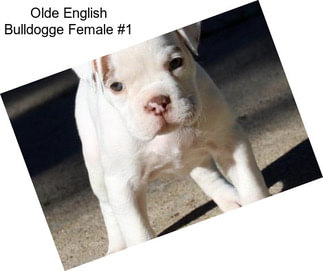 Olde English Bulldogge Female #1