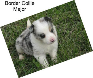Border Collie Major