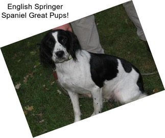 English Springer Spaniel Great Pups!