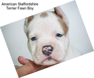 American Staffordshire Terrier Fawn Boy