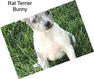 Rat Terrier Bunny