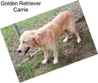 Golden Retriever Carrie