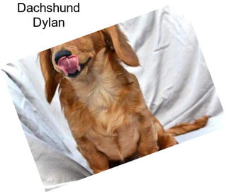 Dachshund Dylan