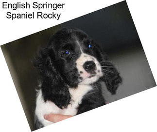 English Springer Spaniel Rocky