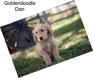 Goldendoodle Dan