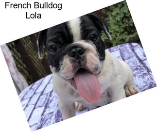 French Bulldog Lola