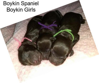 Boykin Spaniel Boykin Girls