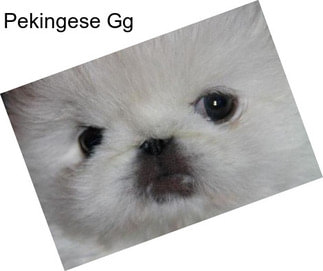 Pekingese Gg