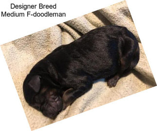 Designer Breed Medium F-doodleman