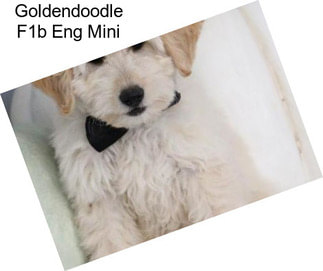 Goldendoodle F1b Eng Mini