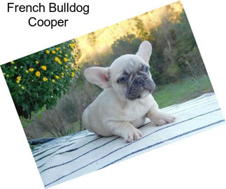 French Bulldog Cooper