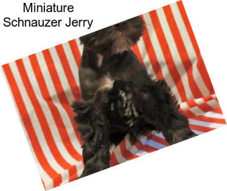 Miniature Schnauzer Jerry