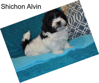 Shichon Alvin