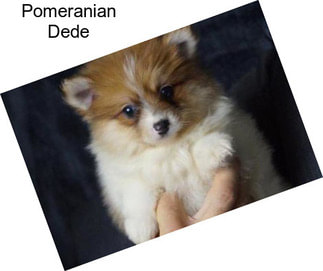 Pomeranian Dede