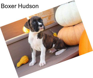 Boxer Hudson