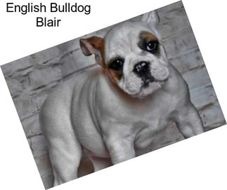 English Bulldog Blair