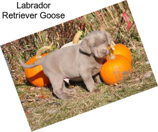 Labrador Retriever Goose