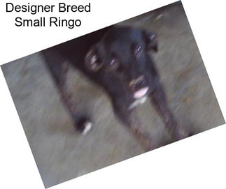Designer Breed Small Ringo