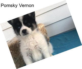 Pomsky Vernon