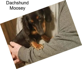 Dachshund Moosey