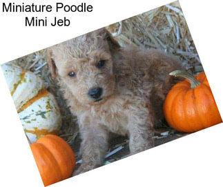 Miniature Poodle Mini Jeb