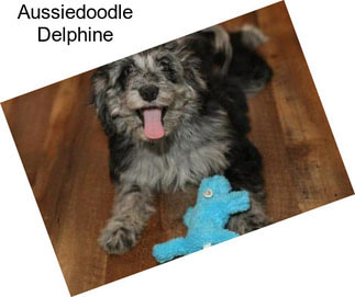 Aussiedoodle Delphine