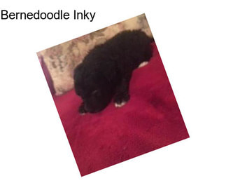Bernedoodle Inky