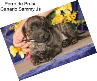 Perro de Presa Canario Sammy Js