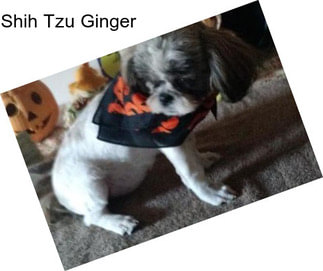 Shih Tzu Ginger