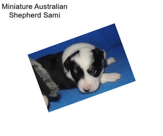 Miniature Australian Shepherd Sami