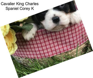 Cavalier King Charles Spaniel Corey K