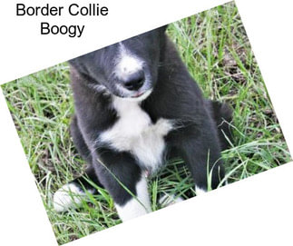 Border Collie Boogy