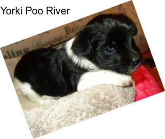 Yorki Poo River