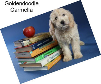 Goldendoodle Carmella