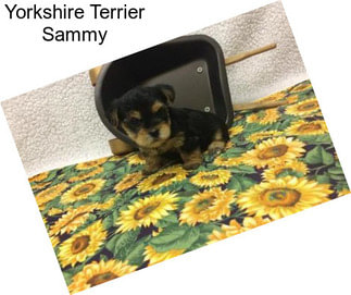 Yorkshire Terrier Sammy