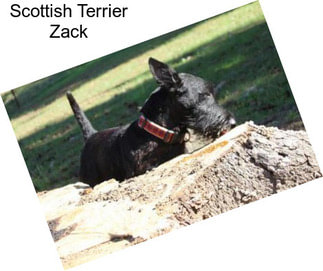 Scottish Terrier Zack