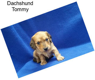 Dachshund Tommy