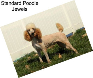Standard Poodle Jewels