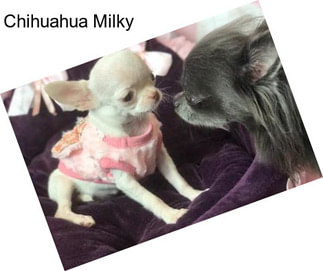 Chihuahua Milky