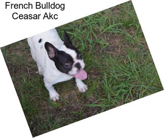 French Bulldog Ceasar Akc