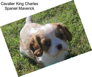 Cavalier King Charles Spaniel Maverick