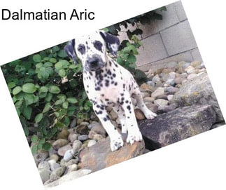 Dalmatian Aric