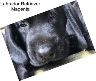 Labrador Retriever Magenta