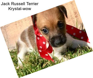 Jack Russell Terrier Krystal-wow