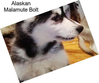 Alaskan Malamute Bolt