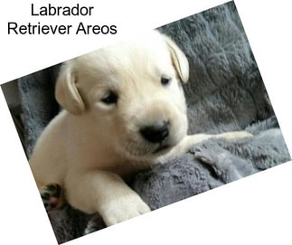Labrador Retriever Areos