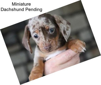 Miniature Dachshund Pending